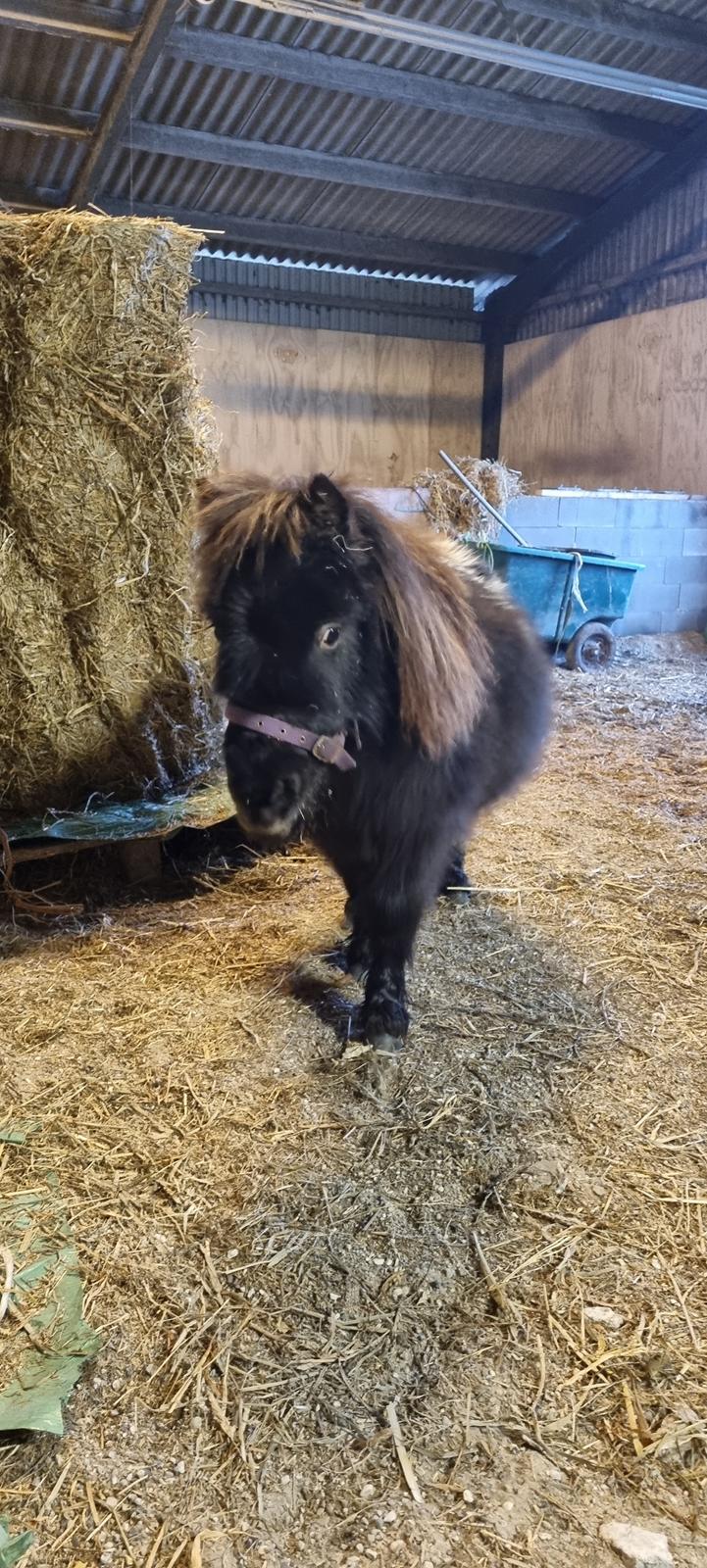 Anden særlig race Keldbækgårds Lille Palle SOLGT billede 4
