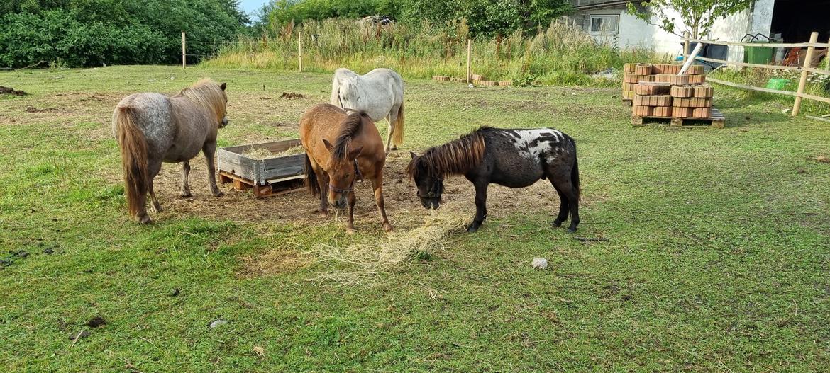 Anden særlig race Keldbækgårds Lille Palle SOLGT billede 9