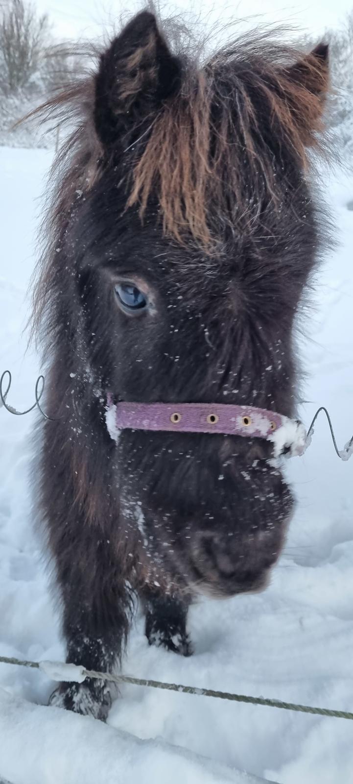 Anden særlig race Keldbækgårds Lille Palle SOLGT billede 6
