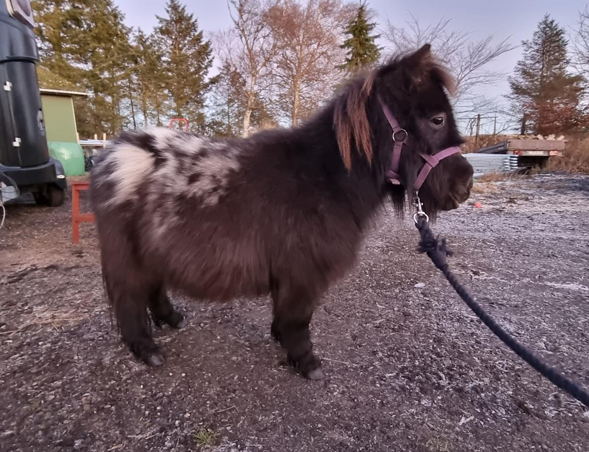 Anden særlig race Keldbækgårds Lille Palle SOLGT billede 3