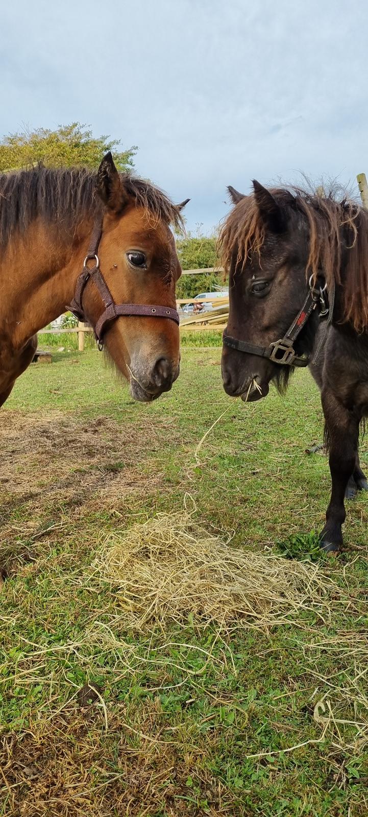 Anden særlig race Keldbækgårds Lille Palle SOLGT billede 10