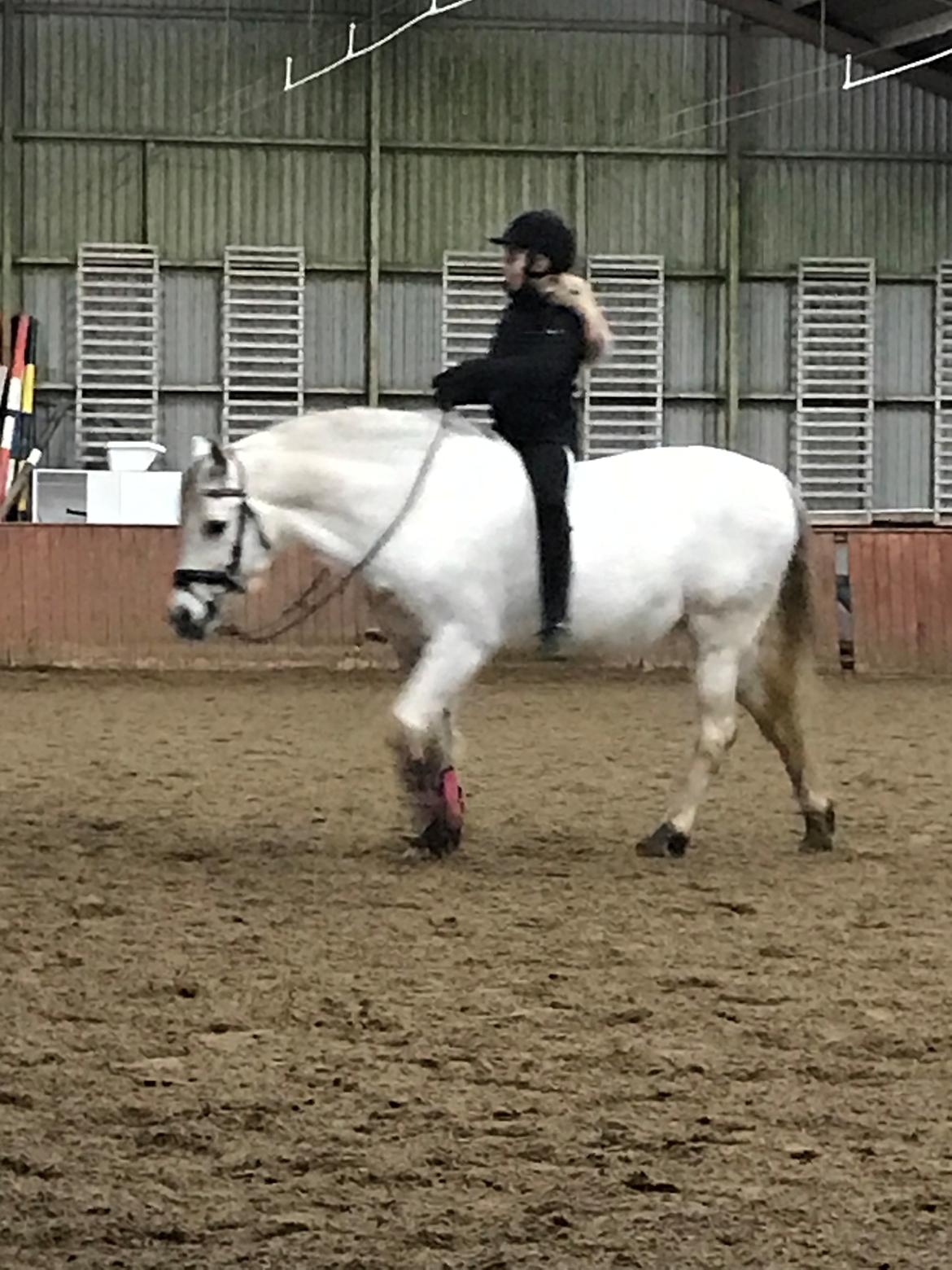 Anden særlig race RIP Chili Is Hot 20/12-2021 billede 15