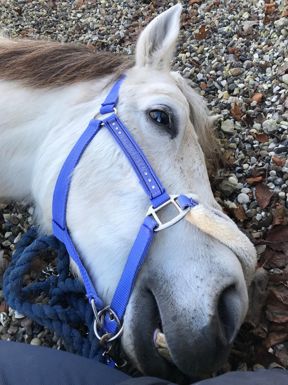 Anden særlig race RIP Chili Is Hot 20/12-2021 - 20/12-2021  billede 17