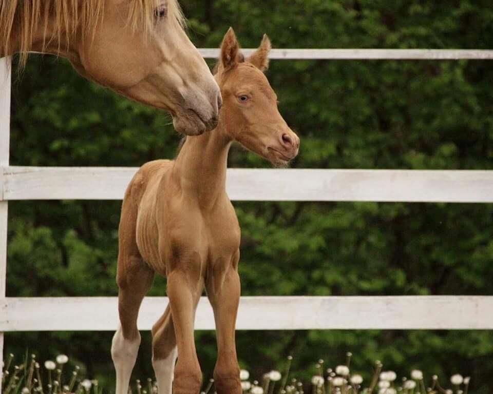 Pinto Araber Optimus Prime billede 1