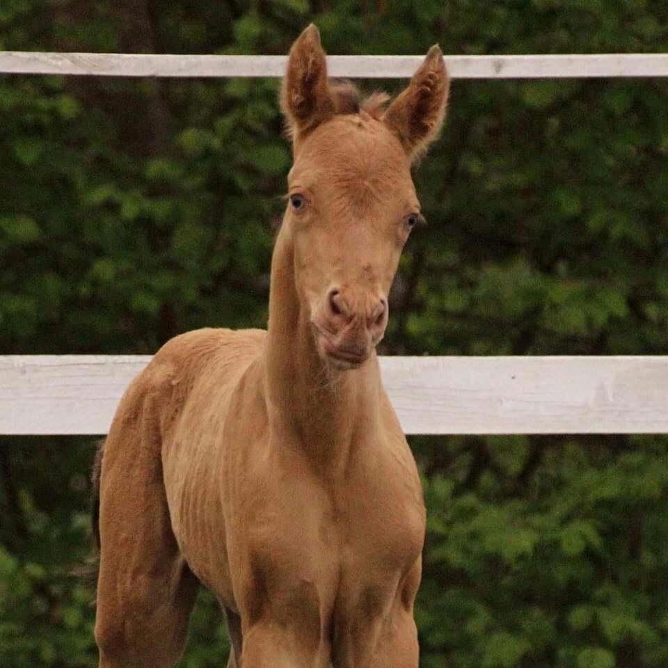 Pinto Araber Optimus Prime billede 2