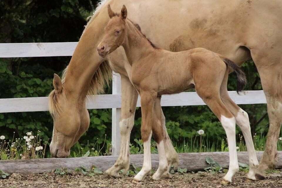 Pinto Araber Optimus Prime billede 5