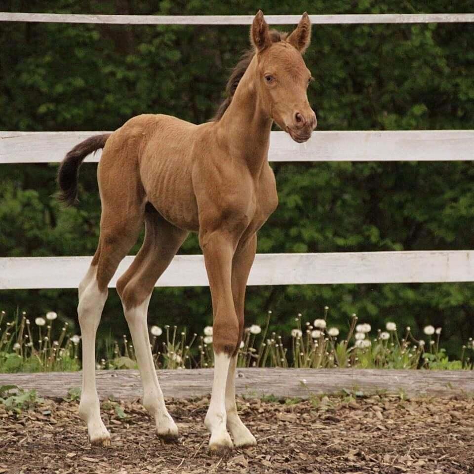 Pinto Araber Optimus Prime billede 6