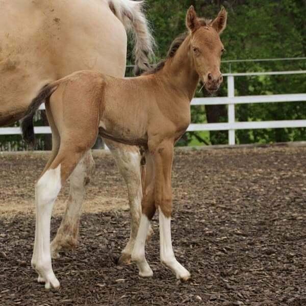 Pinto Araber Optimus Prime billede 4