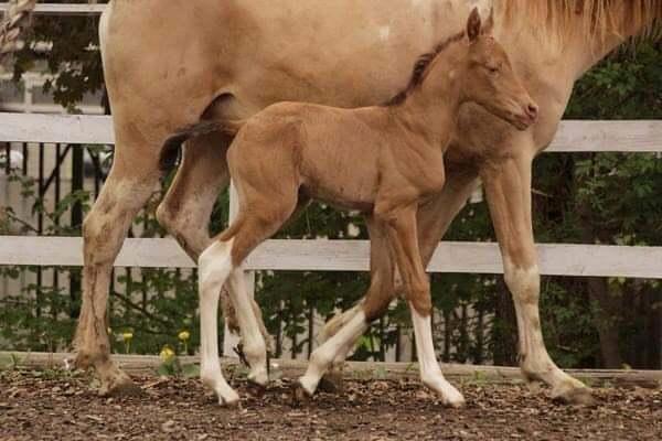 Pinto Araber Optimus Prime billede 8