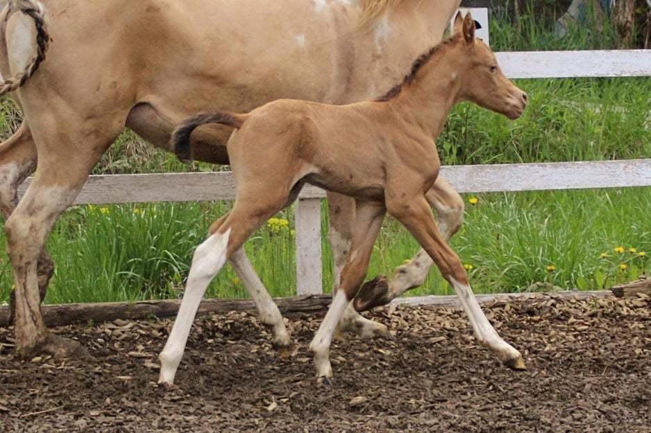 Pinto Araber Optimus Prime billede 9