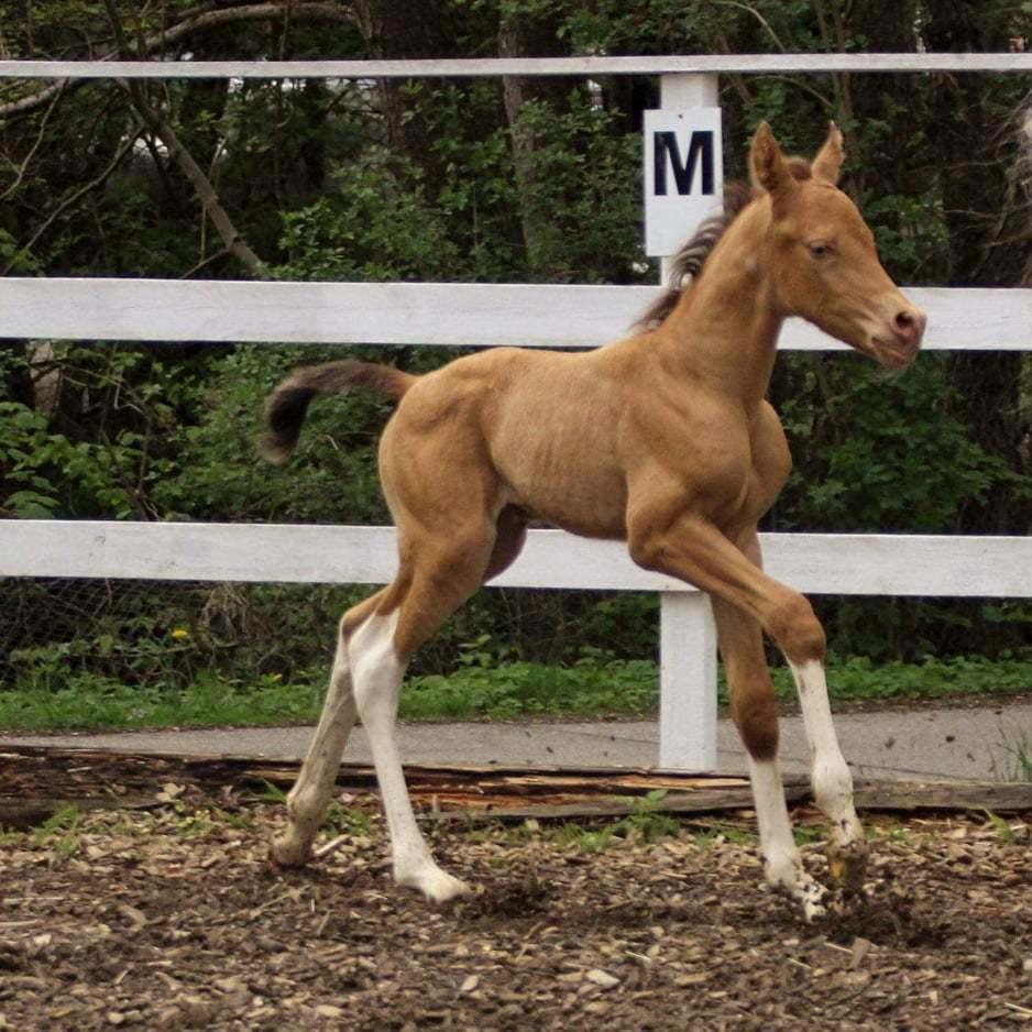 Pinto Araber Optimus Prime billede 10