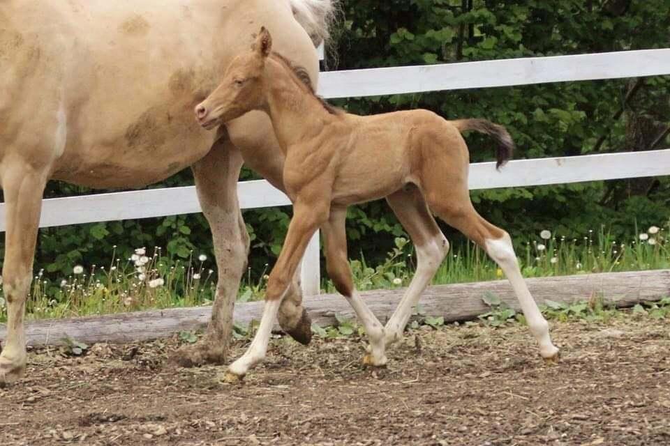 Pinto Araber Optimus Prime billede 7