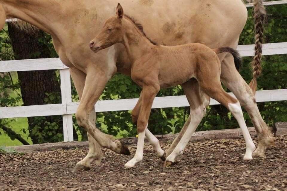 Pinto Araber Optimus Prime billede 11