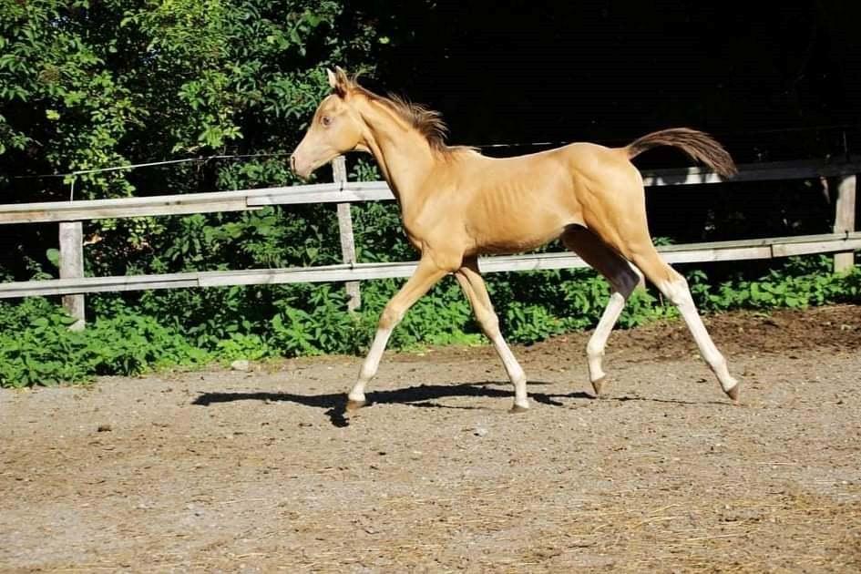 Pinto Araber Optimus Prime billede 12