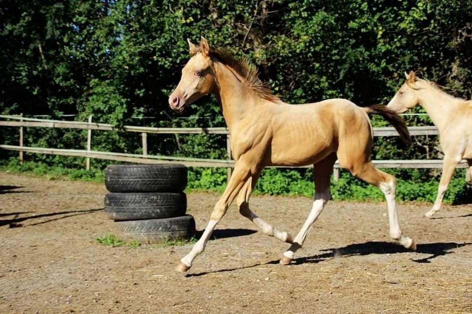 Pinto Araber Optimus Prime billede 13