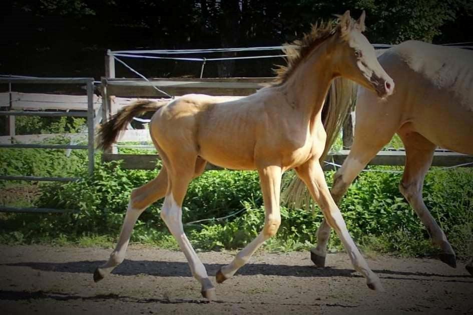 Pinto Araber Optimus Prime billede 16