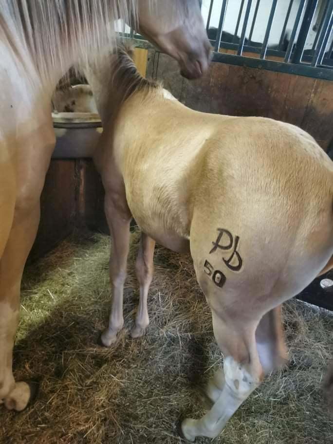 Pinto Araber Optimus Prime billede 15