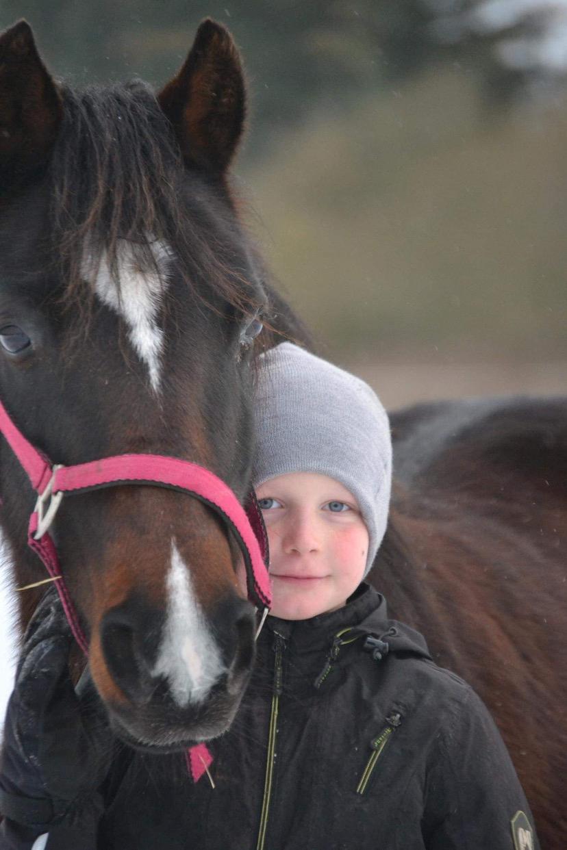 Knabstrupper Jamaicas drøm billede 20