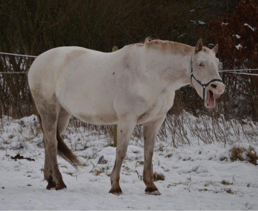 Knabstrupper Sanders Belinda billede 19