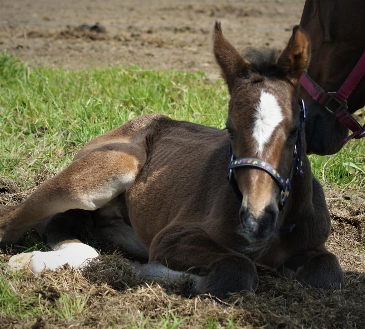 Anden særlig race Stald B's Be Curious billede 1
