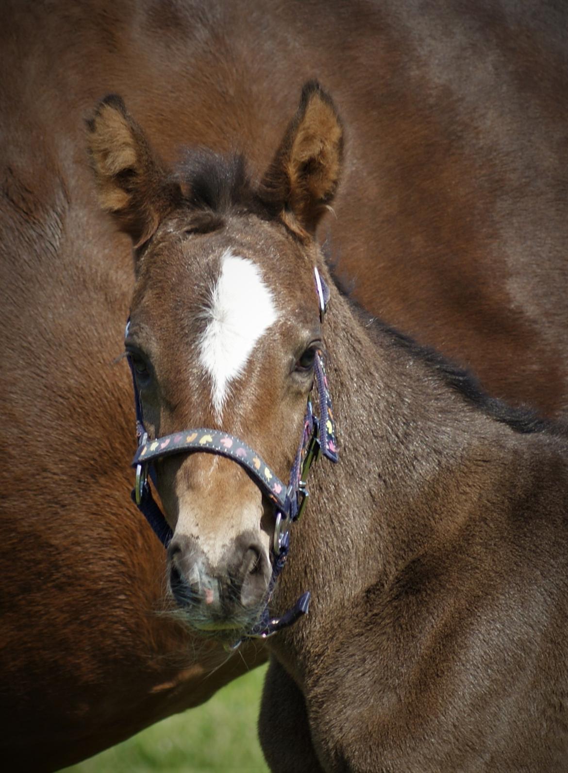 Anden særlig race Stald B's Be Curious billede 3