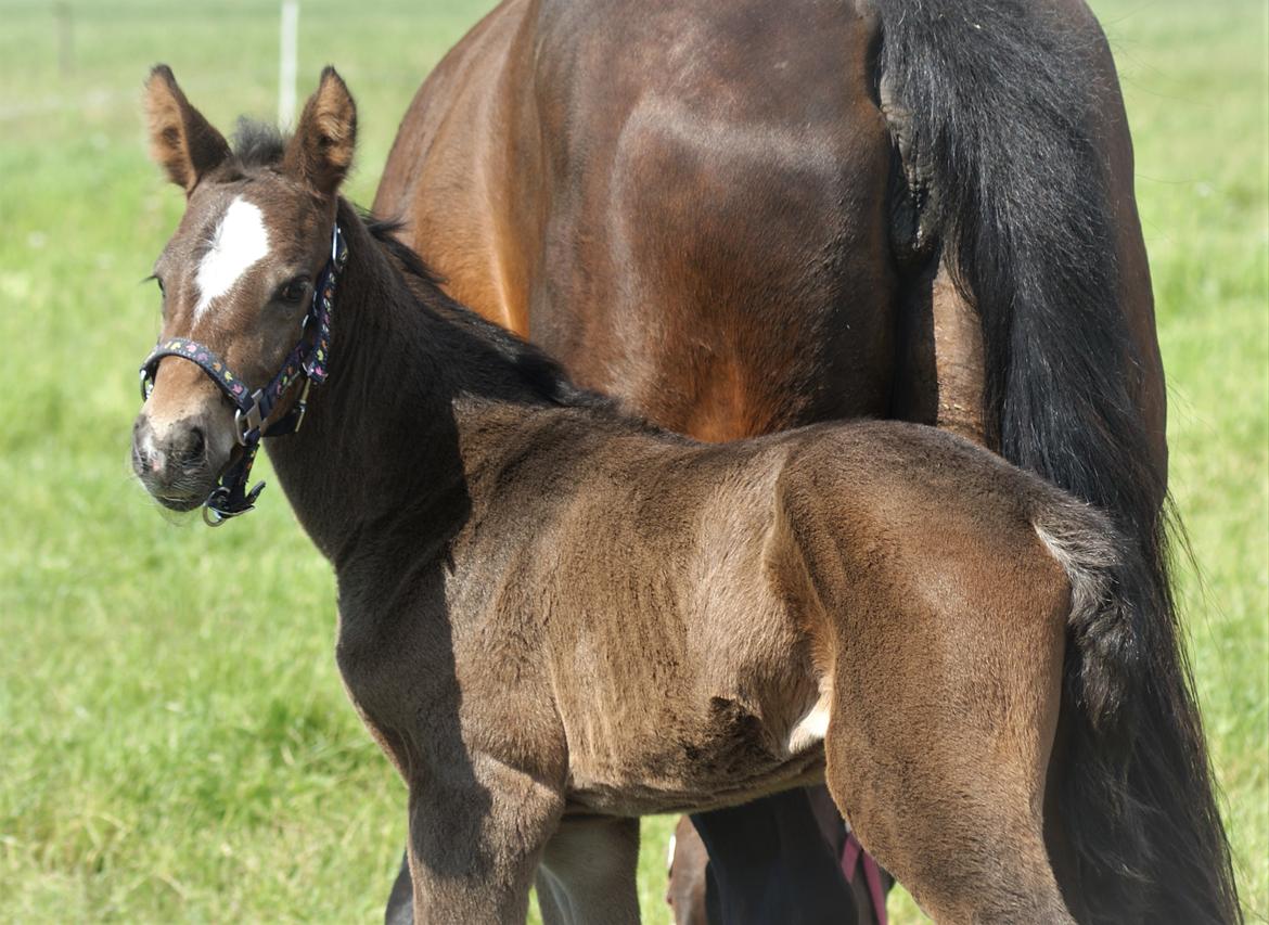 Anden særlig race Stald B's Be Curious billede 2