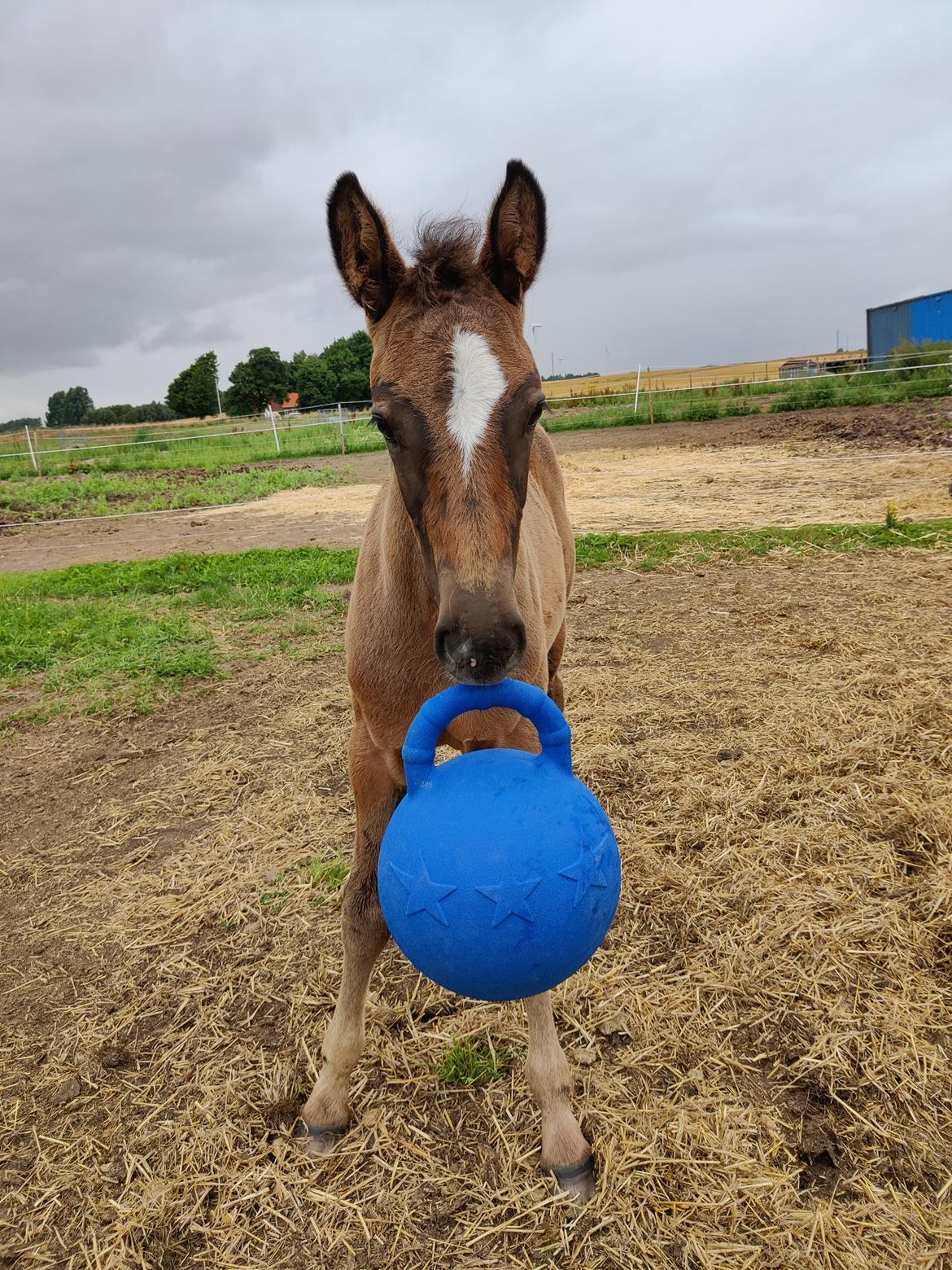 Anden særlig race Stald B's Be Curious billede 4