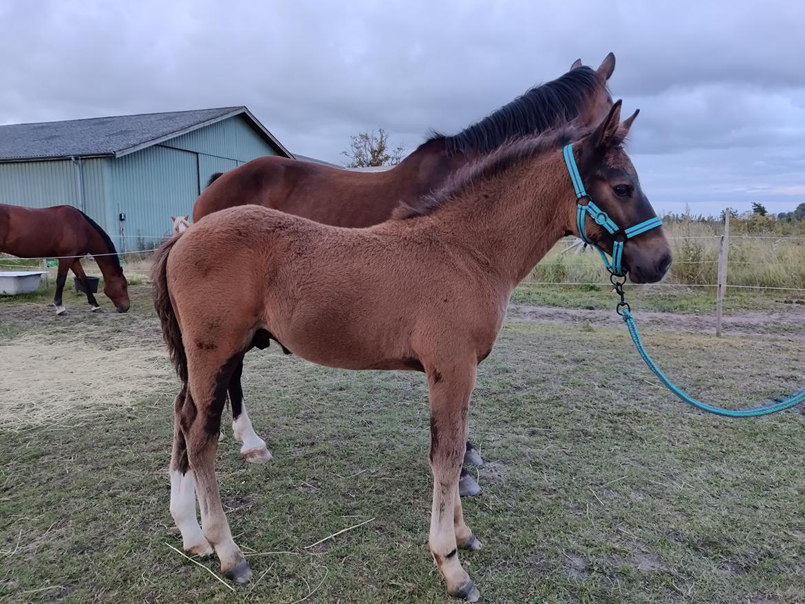 Anden særlig race Stald B's Be Curious billede 6
