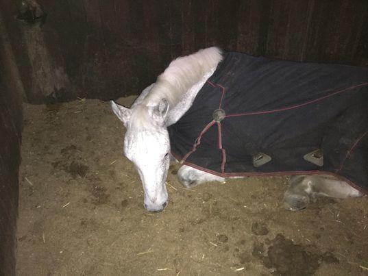 Connemara Killea Cove billede 5