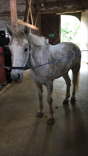 Connemara Killea Cove billede 10