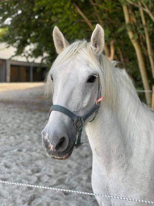 Anden særlig race Kyanite Kizzy billede 1