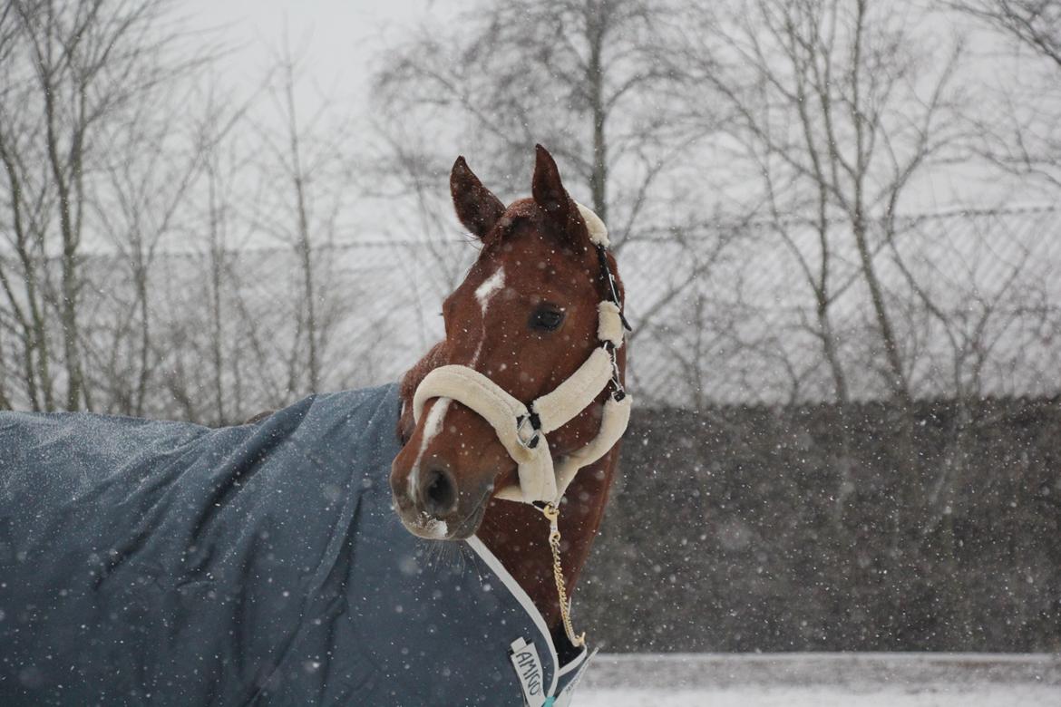 Dansk Varmblod Ali-ane billede 14