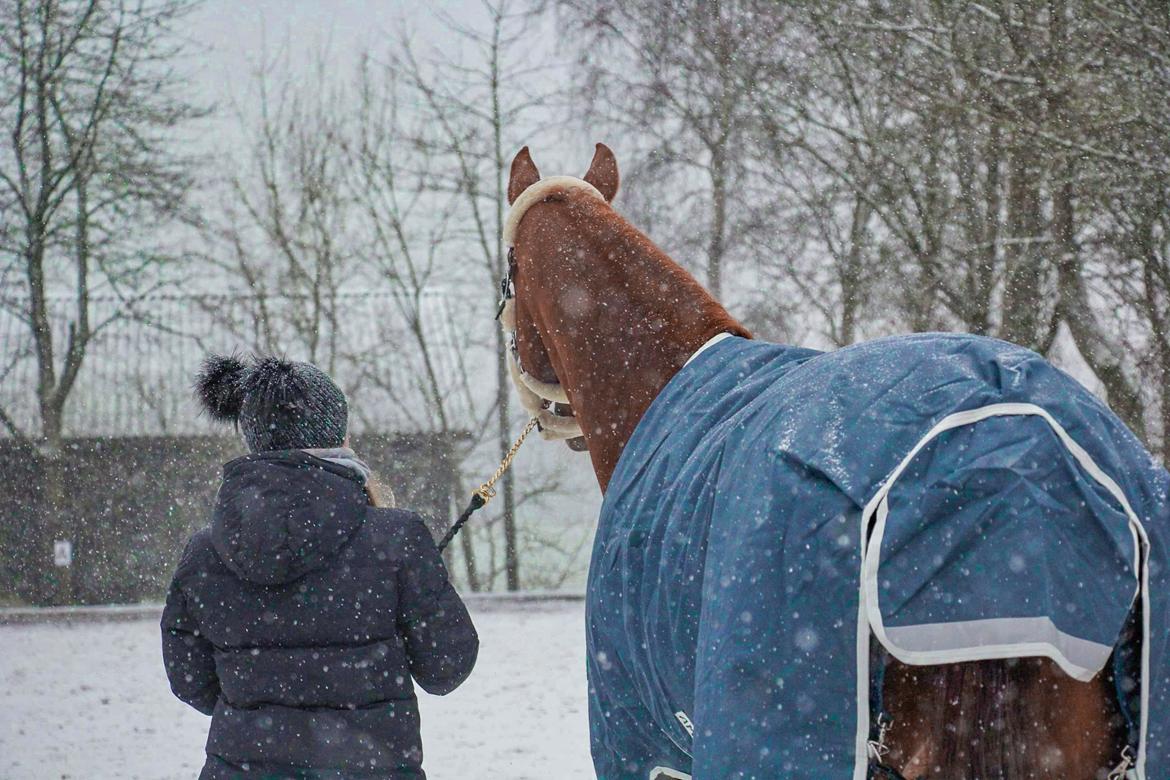 Dansk Varmblod Ali-ane billede 12