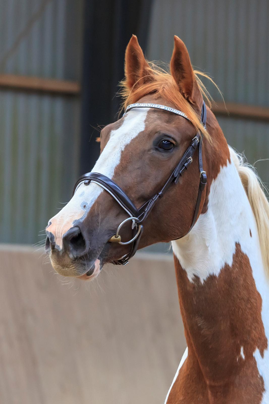 Pinto Whitney lightfoot billede 7