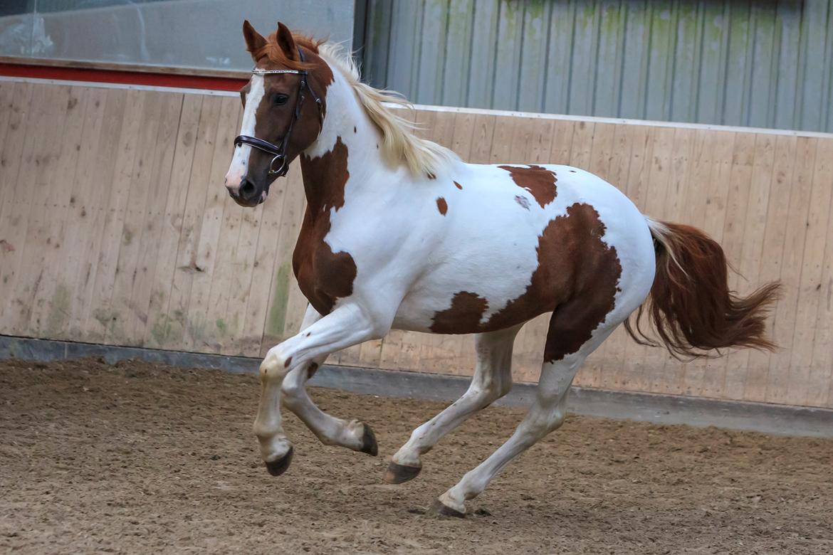 Pinto Whitney lightfoot billede 8