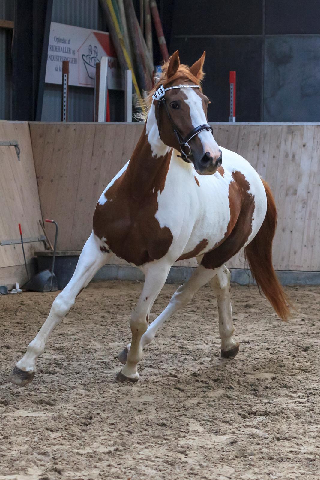 Pinto Whitney lightfoot billede 9