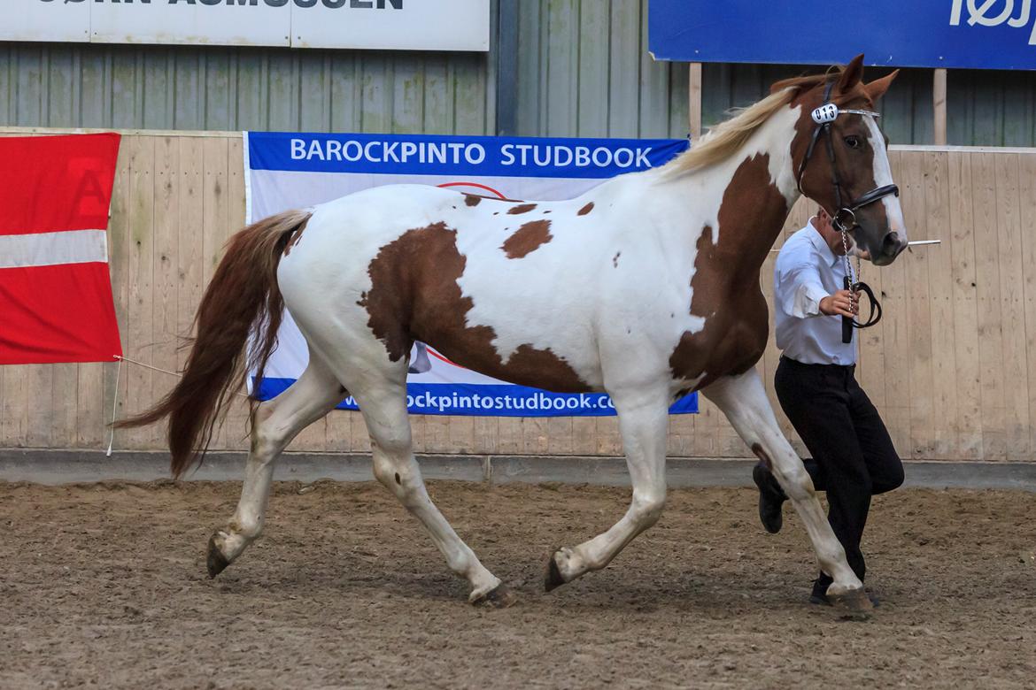 Pinto Whitney lightfoot billede 10
