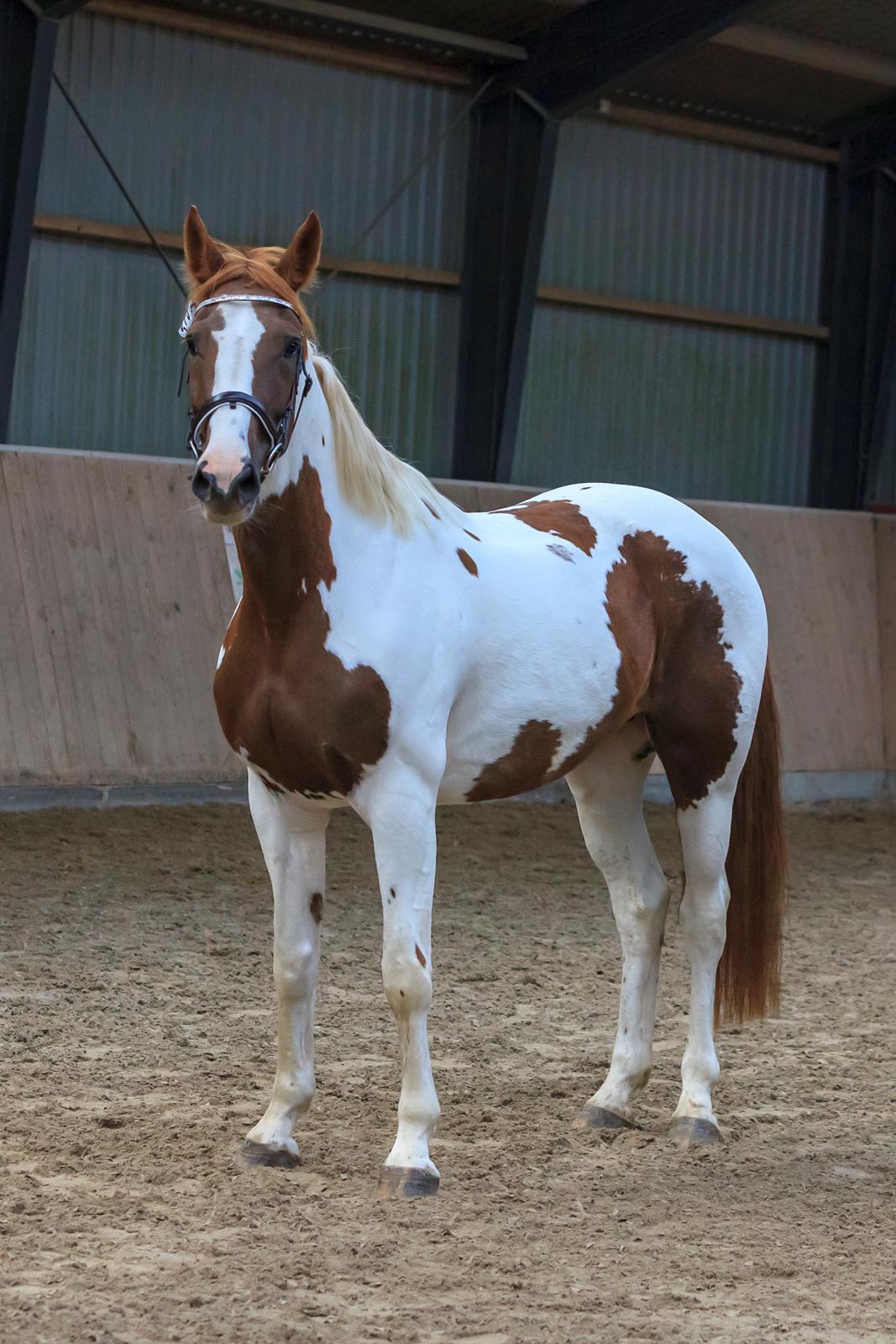 Pinto Whitney lightfoot billede 11