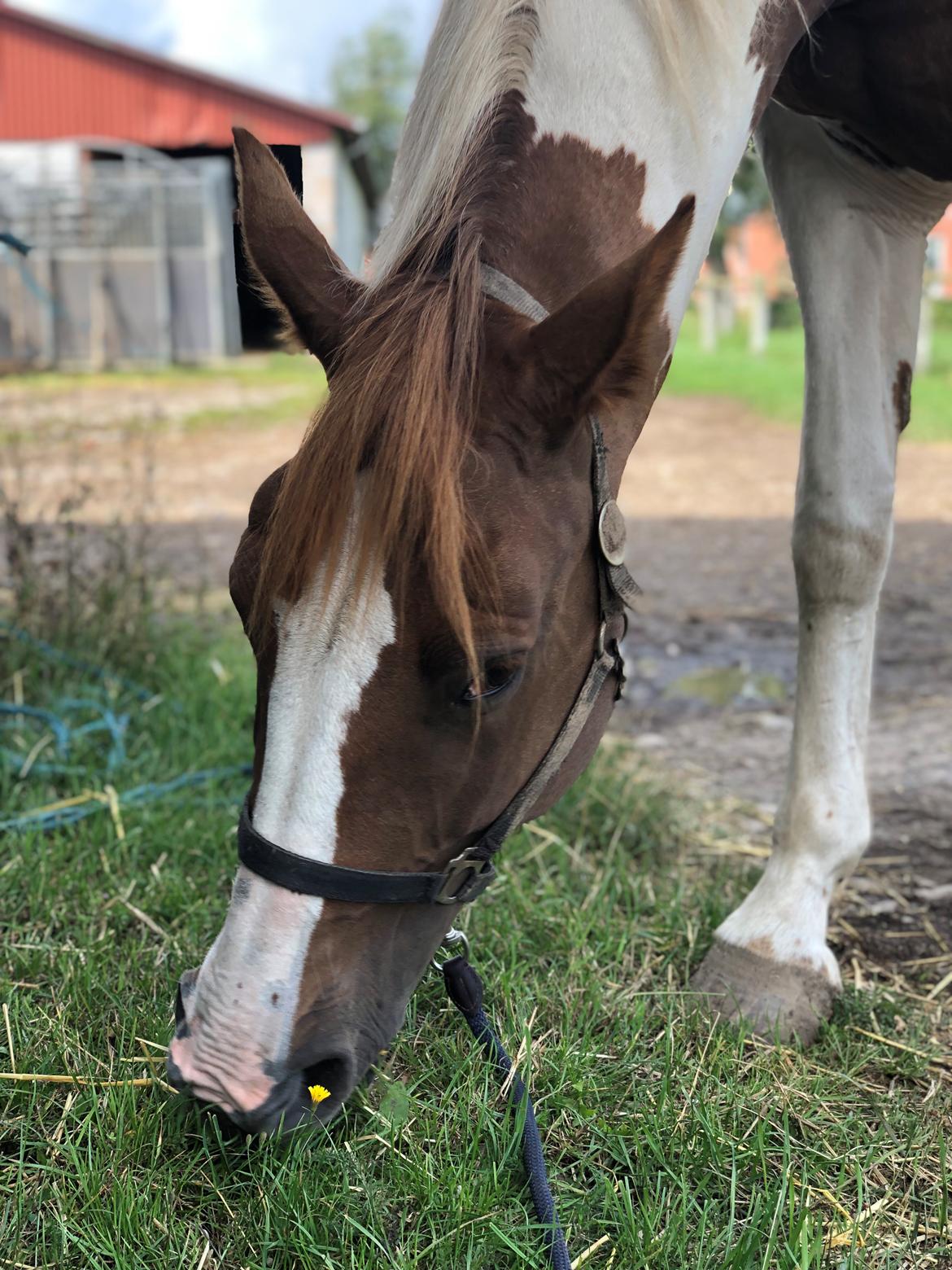 Pinto Whitney lightfoot billede 12