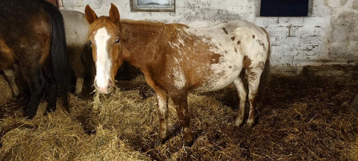 Knabstrupper Sylvester SOLGT billede 4