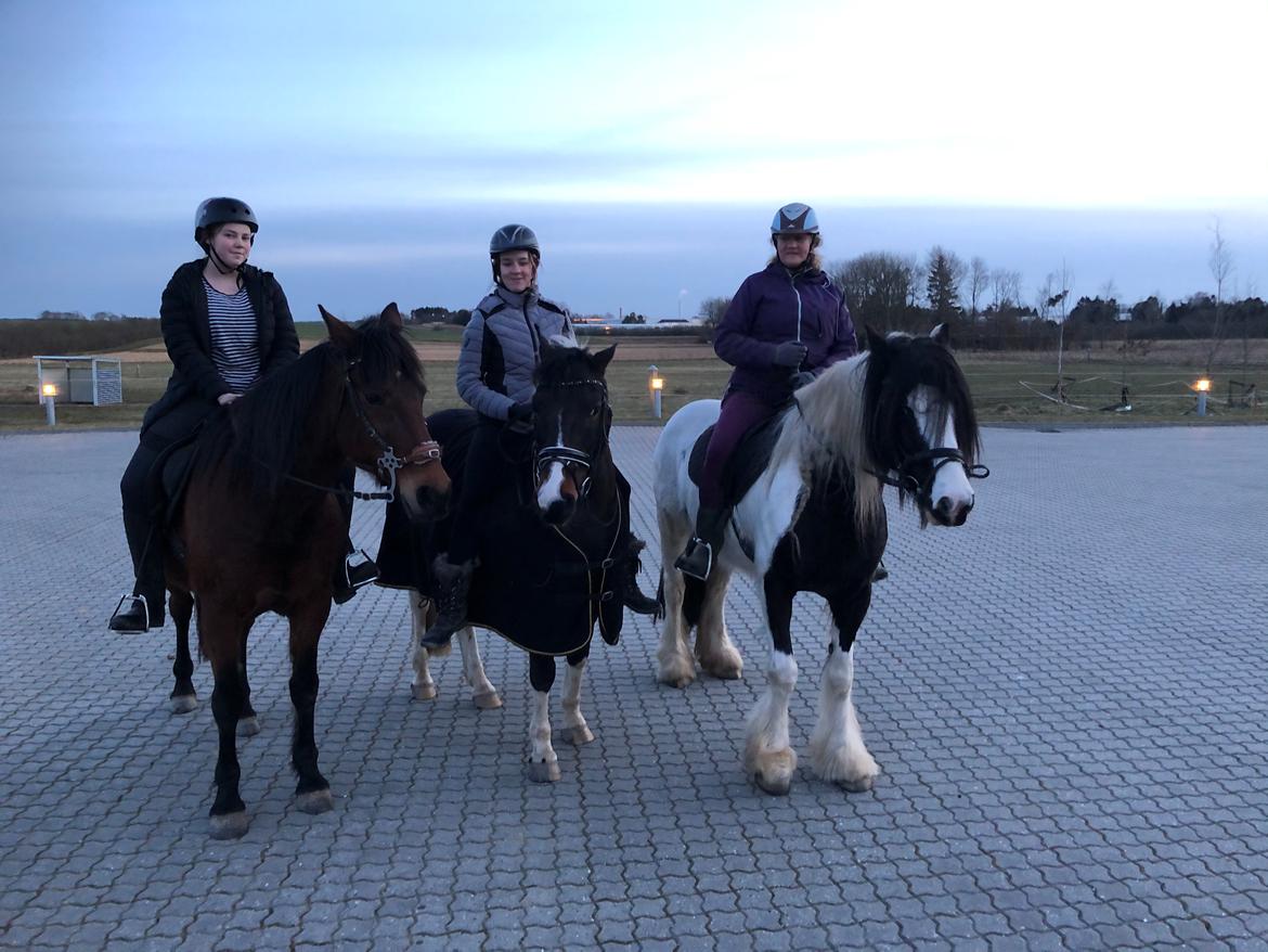 Irish Cob Enggårds Isabella billede 7
