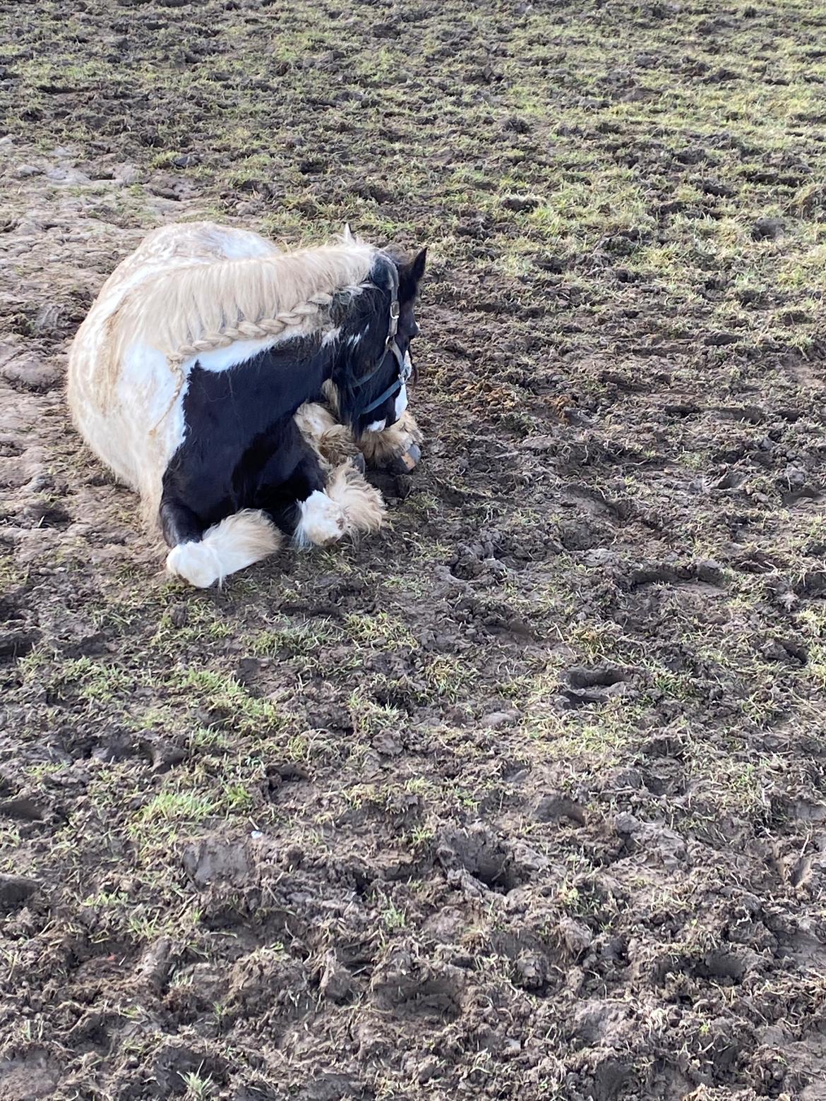 Irish Cob Enggårds Isabella billede 9