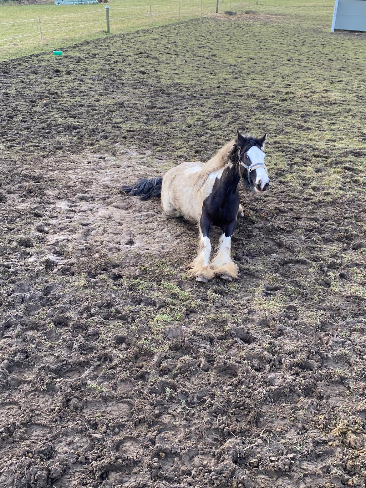 Irish Cob Enggårds Isabella billede 8