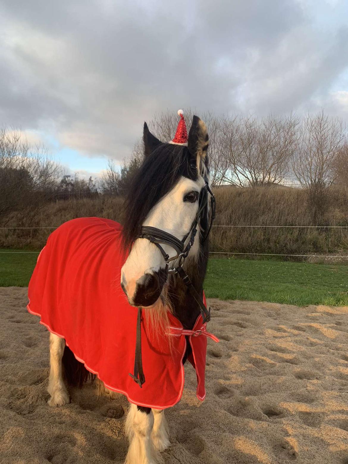 Irish Cob Enggårds Isabella billede 10