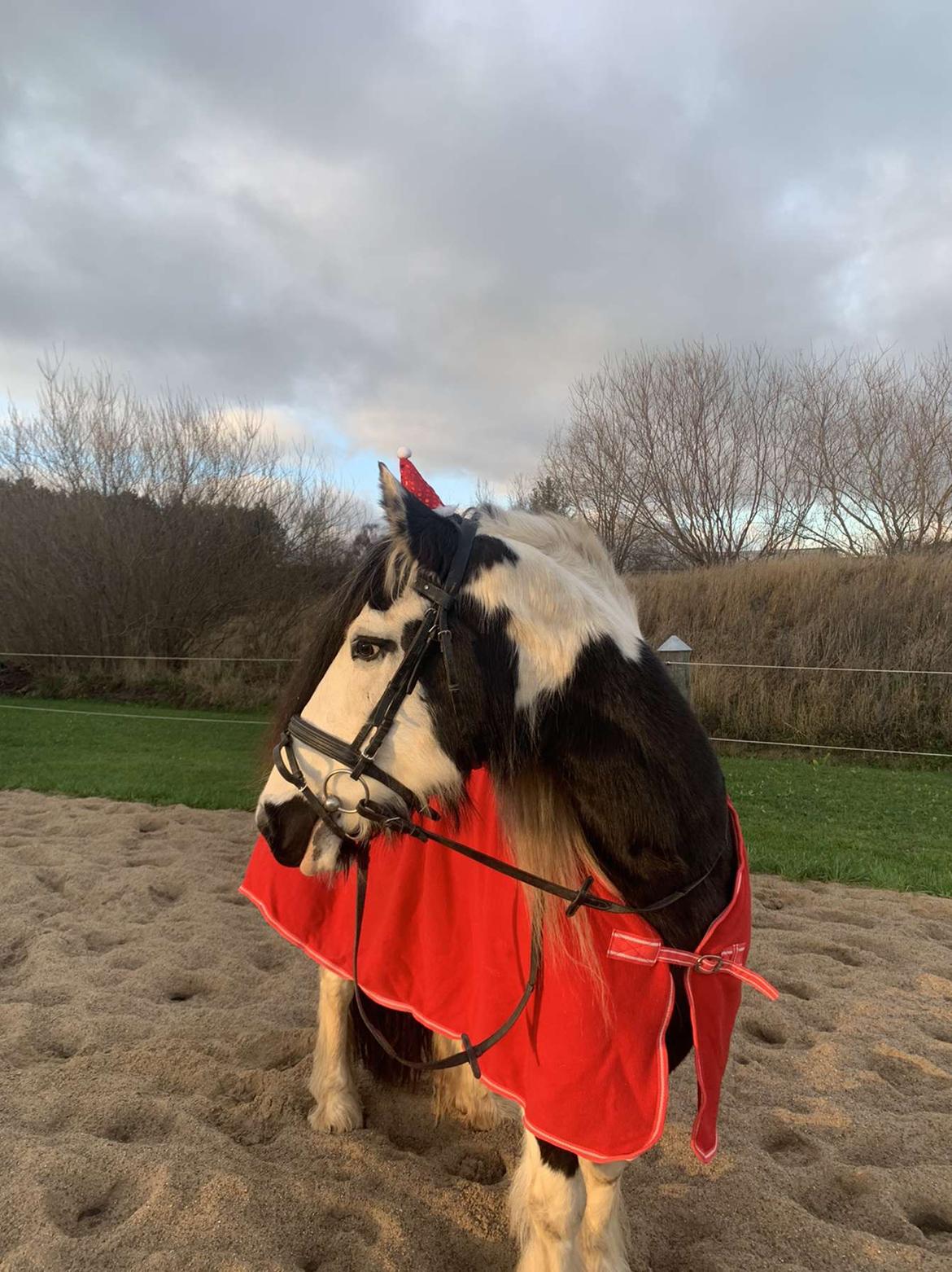 Irish Cob Enggårds Isabella billede 11