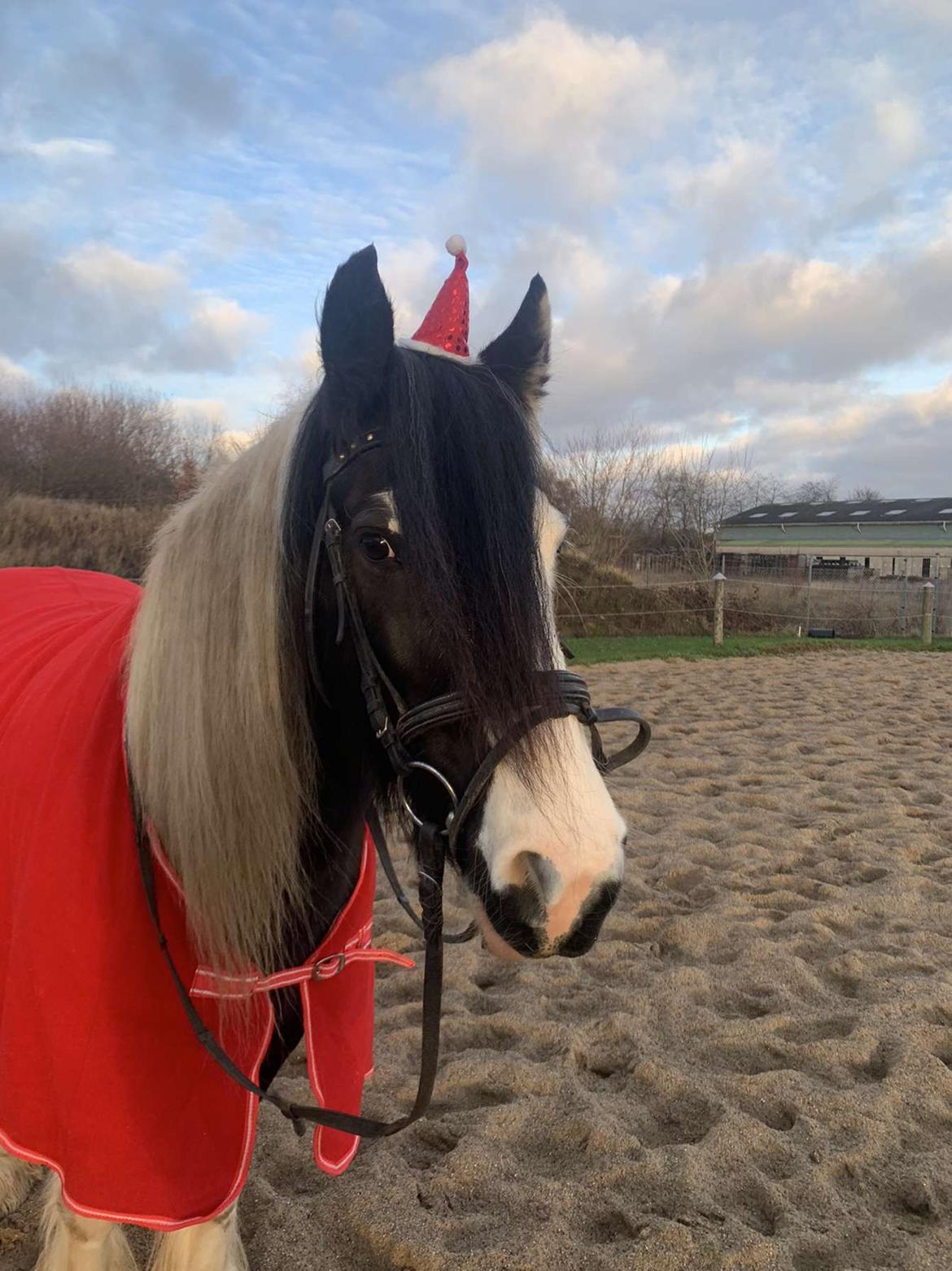 Irish Cob Enggårds Isabella billede 12