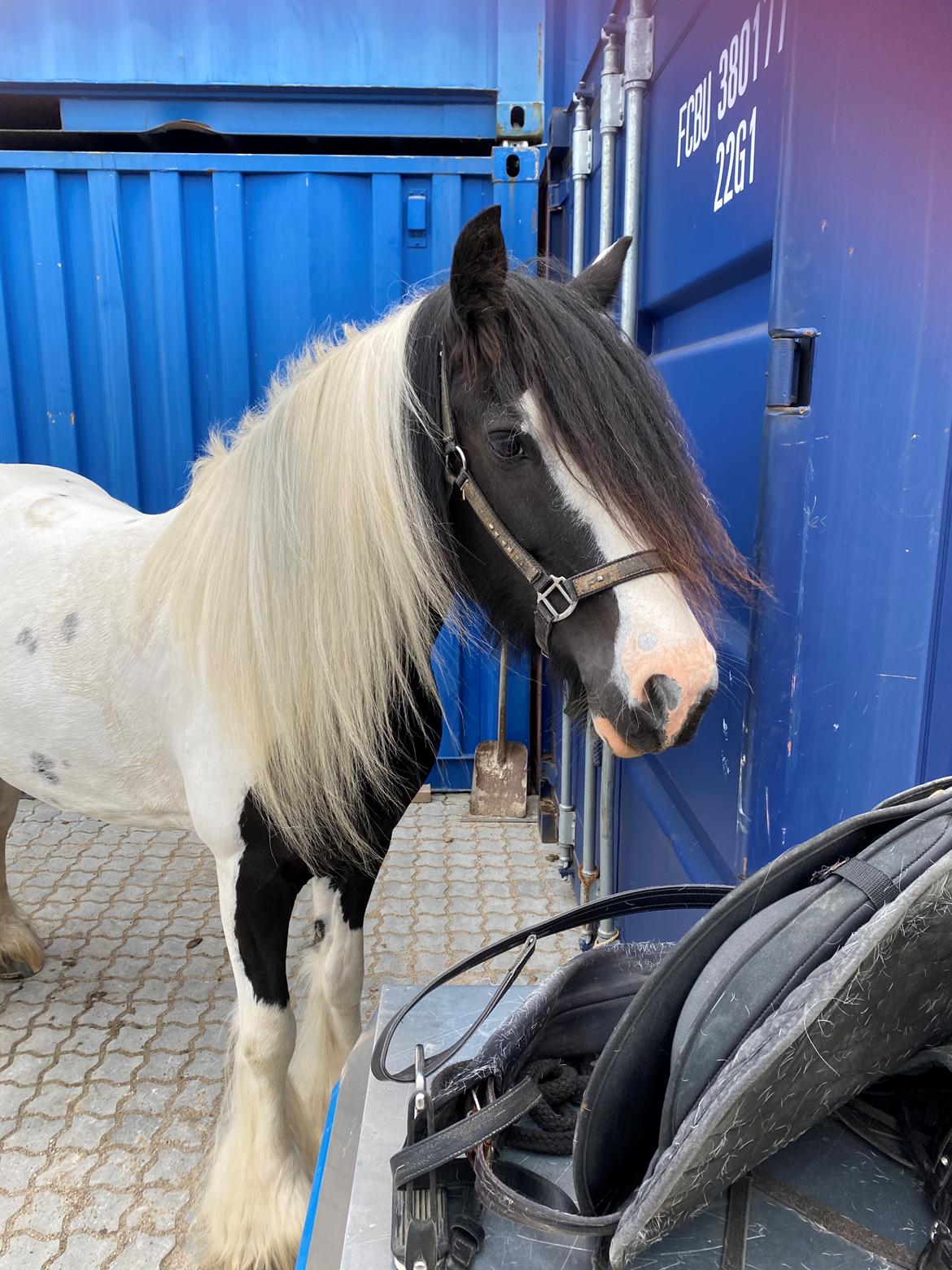 Irish Cob Enggårds Isabella billede 13