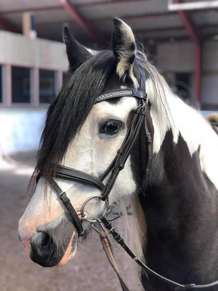 Irish Cob Enggårds Isabella billede 14