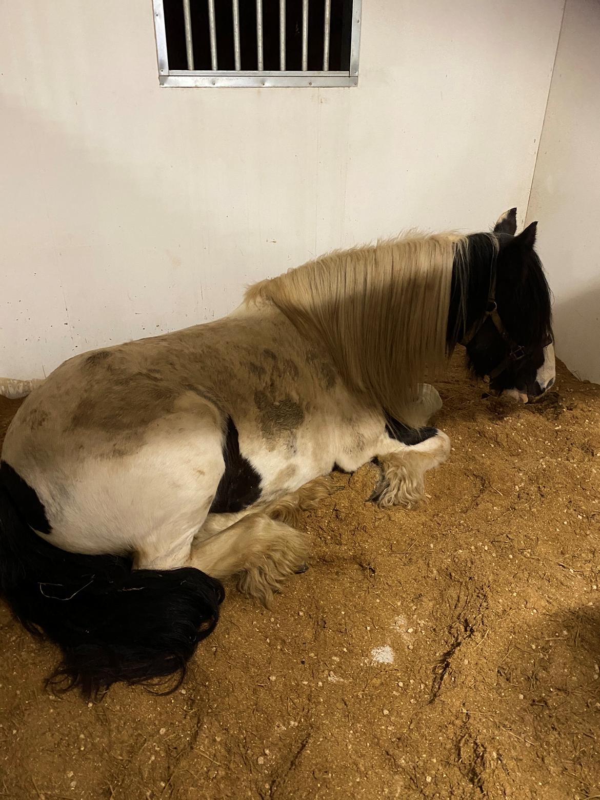 Irish Cob Enggårds Isabella billede 15