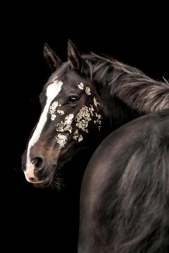 Anden særlig race Frk. Smilla  billede 1